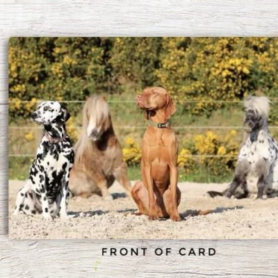 Dogs and Ponies Sitting Card