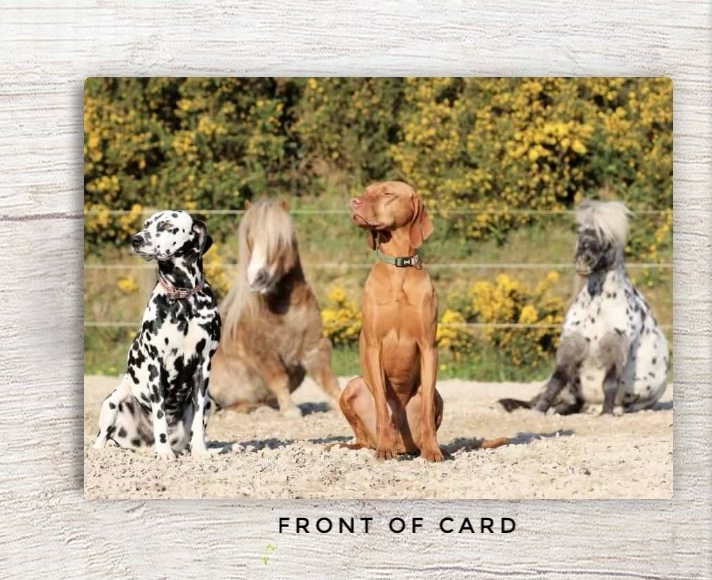 Dogs and Ponies Sitting Card