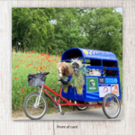 Ponies in Trycycle Card